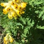 Corydalis nobilis 花