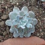 Echeveria laui Hoja