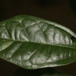 Glycydendron amazonicum ᱥᱟᱠᱟᱢ
