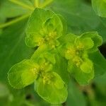 Euphorbia helioscopia 花