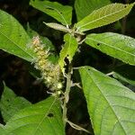 Acalypha apodanthes Hoja