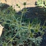 Eryngium campestreYaprak