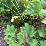 Digitaria violascens Leaf