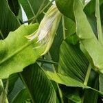 Epiphyllum hookeri Leaf