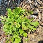 Geum triflorum Liść