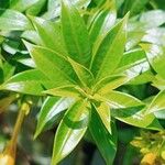 Allamanda schottii Leaf