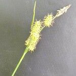 Carex flava Floare