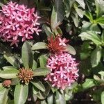 Ixora chinensisFlower