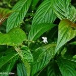 Gonzalagunia hirsuta Flower