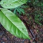 Diospyros tetrandra Yaprak