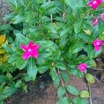 Catharanthus roseus ফুল