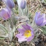 Pulsatilla grandis Flor