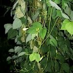 Psophocarpus tetragonolobus Habitus