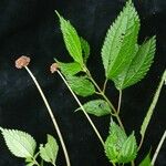 Lecanthus peduncularis Хабит