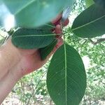 Lophostemon confertus Leaf