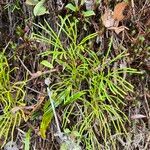 Lycopodium complanatumBlatt