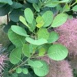 Cotinus coggygria পাতা