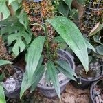Epipremnum amplissimum Hoja