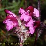 Pedicularis cenisia Flower