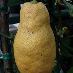 Citrus medica ഫലം