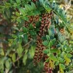 Coriaria ruscifolia Цвят
