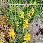 Genista sagittalis Hábito