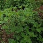Acanthospermum hispidum Habit