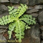 Sonchus ustulatus Habit