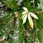 Coffea arabica List