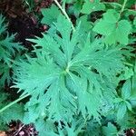 Aconitum lycoctonum Leaf