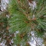 Pinus flexilis Folha