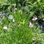 Allium narcissiflorum Floare