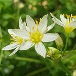 Nothoscordum bivalveFlower