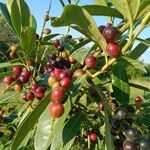 Prunus laurocerasus Fruitua