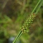 Carex distans Frugt