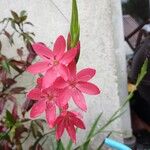 Hesperantha coccinea 花