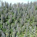 Echium callithyrsum Flower