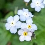 Myosotis latifolia ফুল