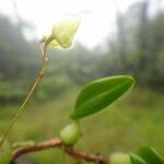 Bulbophyllum lingulatum Kwiat