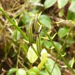 Calanthe sylvatica Plod