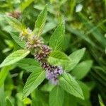 Mentha arvensisBlad