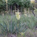 Yucca arkansana Hábito