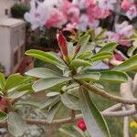 Adenium multiflorum Лист