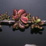 Xylopia cayennensis 果