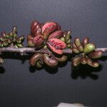 Xylopia cayennensis Froito