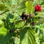 Rubus canadensis Fruit