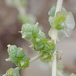 Salsola vermiculata Fiore