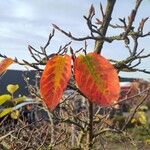 Amelanchier × lamarckiiFolla