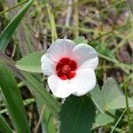 Pavonia hastata Cvijet