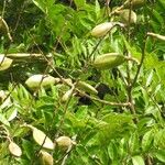 Jacaranda copaia Fruit